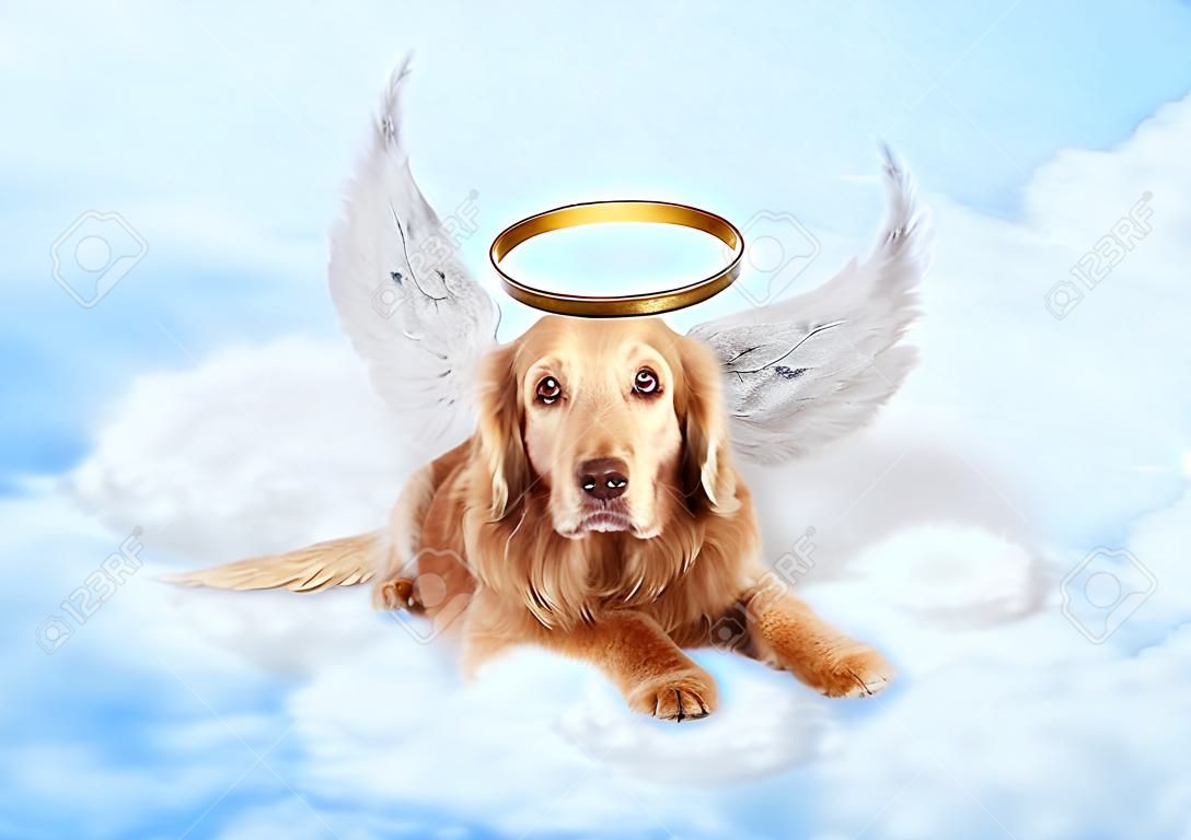 Oude hond draagt engelenvleugels en gouden halo leggen op wolken in de hemel