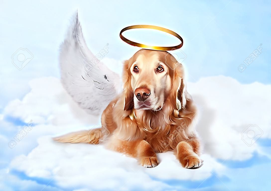 Vecchio cane indossa le ali d'angelo e aureola d'oro, che su nuvole in cielo