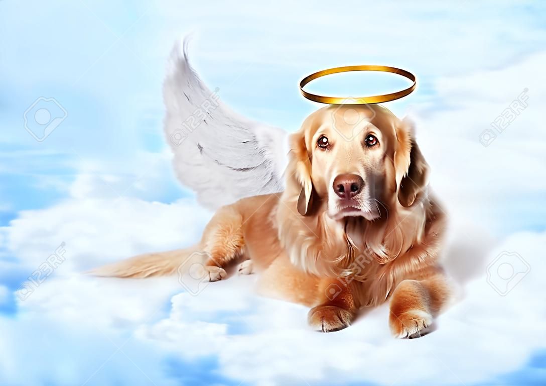 Stary pies sobie skrzydła anioła i złote halo niosek na chmury na niebie