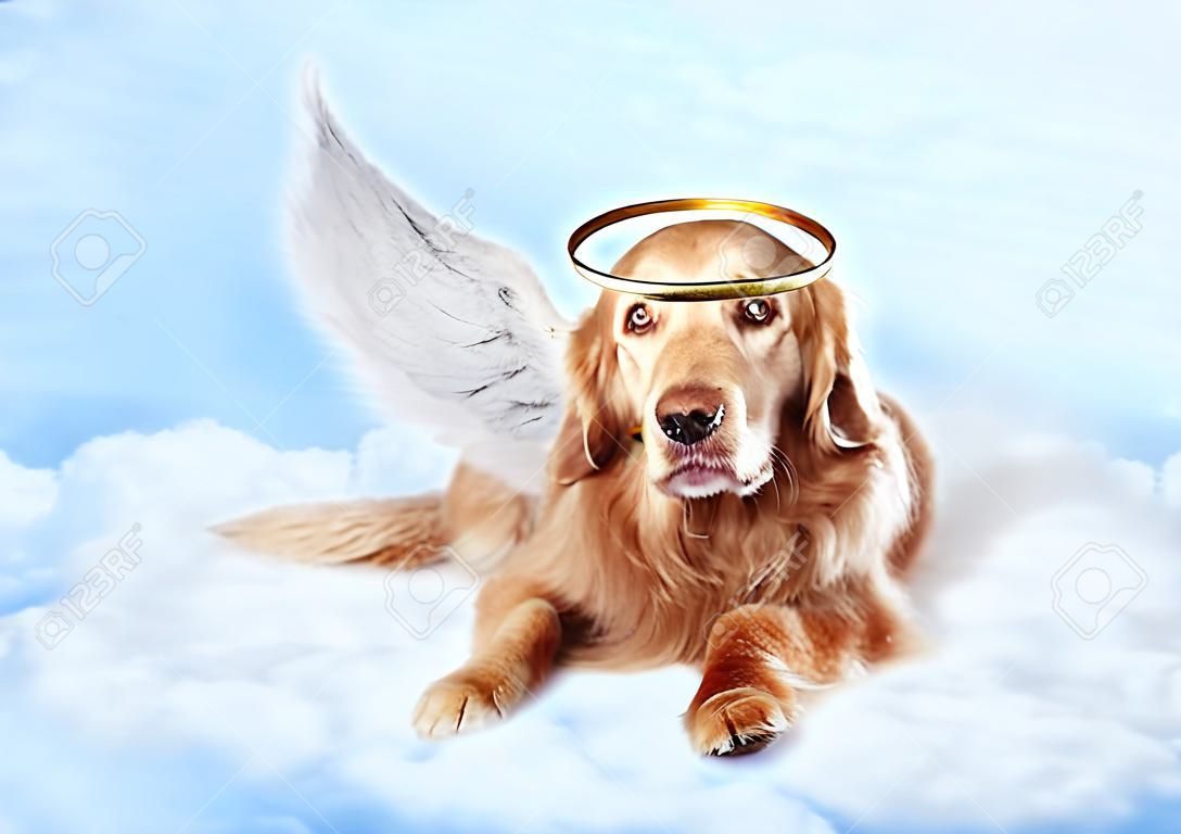 Old dog wearing angel wings and golden halo laying on clouds in heaven