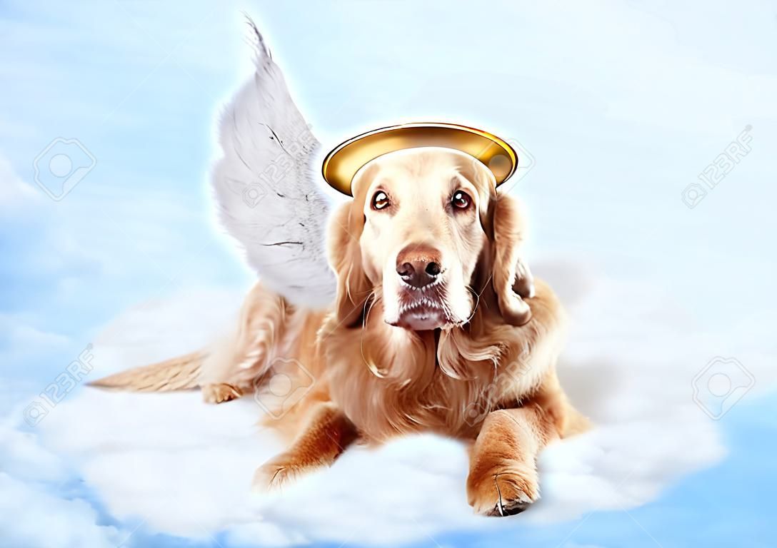 Stary pies sobie skrzydła anioła i złote halo niosek na chmury na niebie