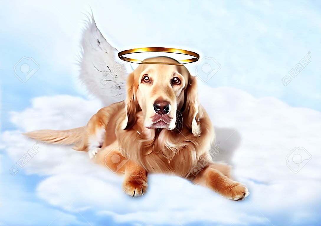 Vecchio cane indossa le ali d'angelo e aureola d'oro, che su nuvole in cielo