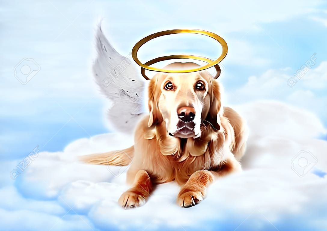 Eski köpek giyen melek kanatları ve cennette bulutların üzerinde döşeme altın halo