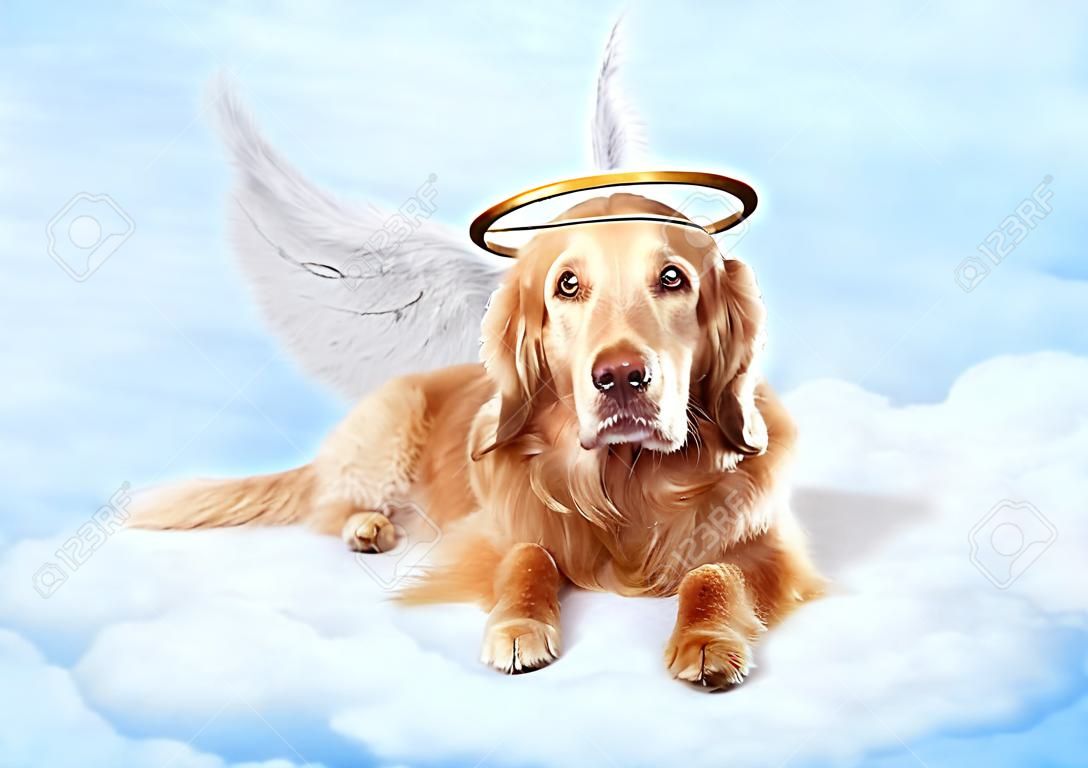 Oude hond draagt engelenvleugels en gouden halo leggen op wolken in de hemel