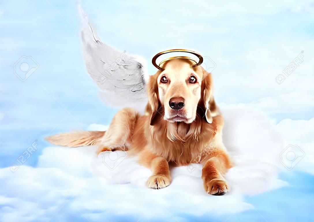 Старые собаки носить крылья ангела и золотой ореол, возложение на облака в небе