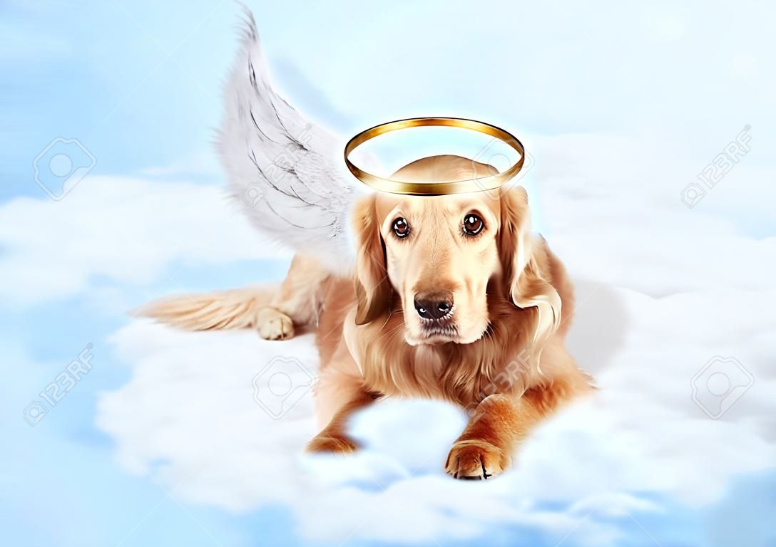 天使の羽と金色の光輪が天の雲の上に敷設を身に着けている古い犬