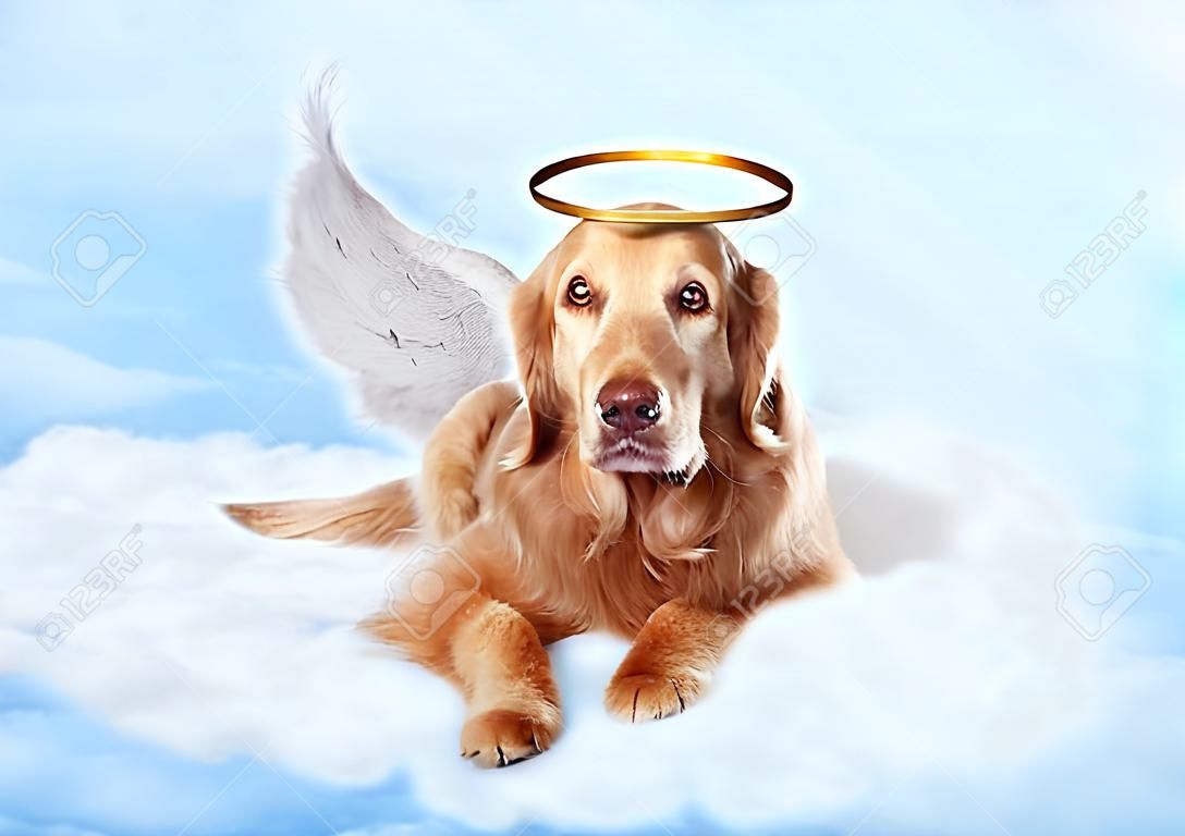 老狗穿著天使的翅膀和金色光環鋪設雲在天上