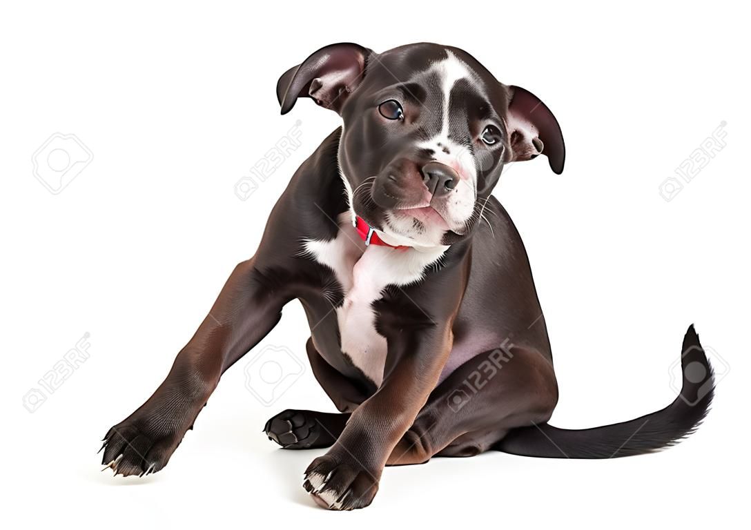 Jonge zwarte puppy hond krabben jeukende huid. Geïsoleerd op wit.