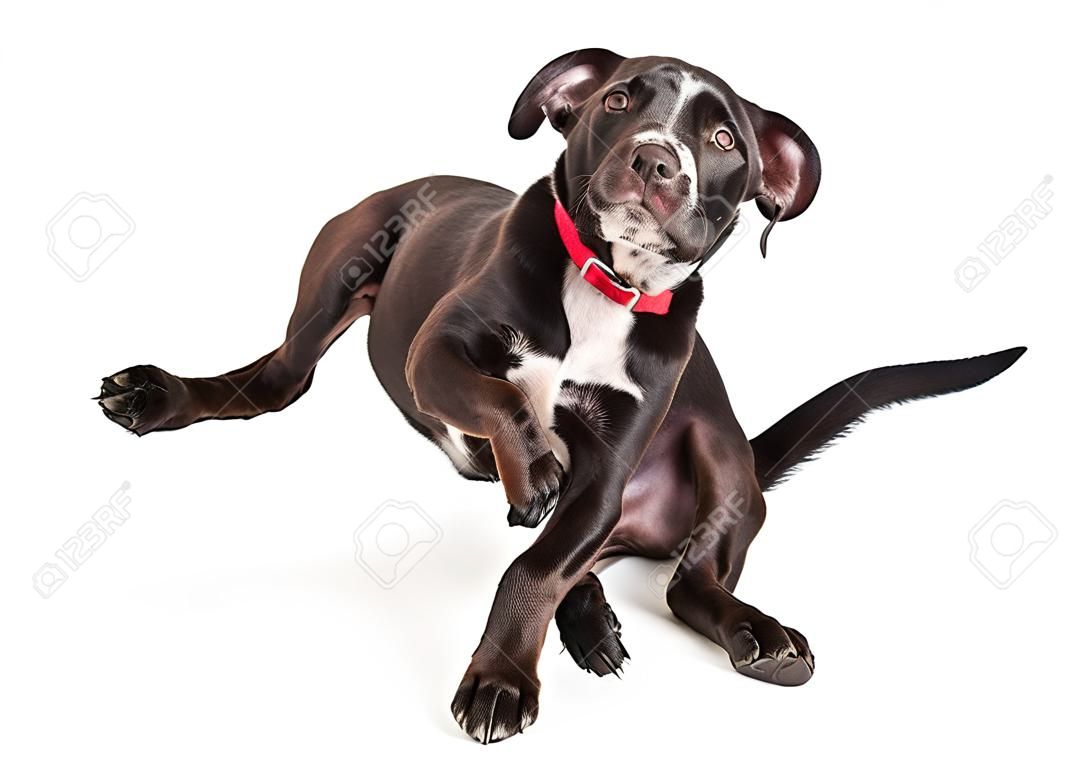Junge schwarze Welpen Hund Kratzen juckende Haut. Isoliert auf weiß.