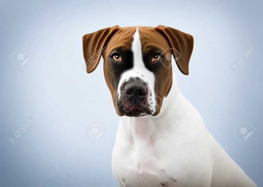 Closeup of Pointer and Pit Bull crossbreed dog over white, looking into camera