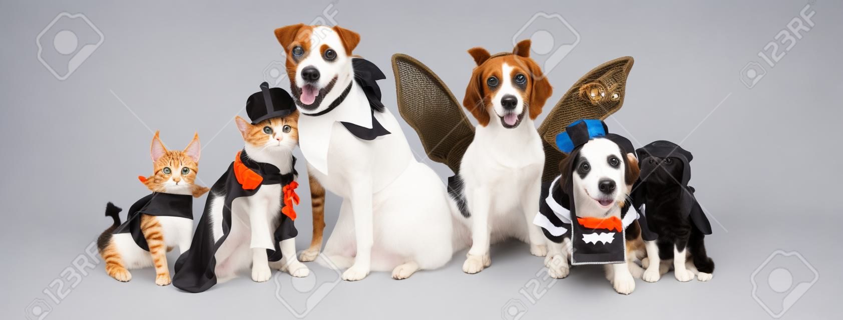 Row of dogs and cats together wearing cute Halloween costumes. Web banner or social media header on white.