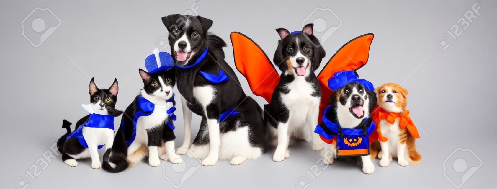 Linha de cães e gatos juntos vestindo trajes bonitos de Halloween. Banner da Web ou cabeçalho de mídia social no branco.