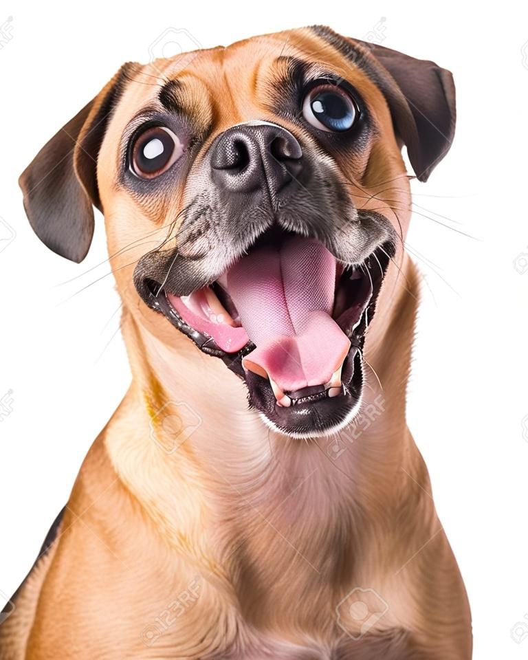 Fröhlicher, aufgeregter Beagle- und Pug-Kreuzungshund mit offenem Mund, der auf die Kamera blickt