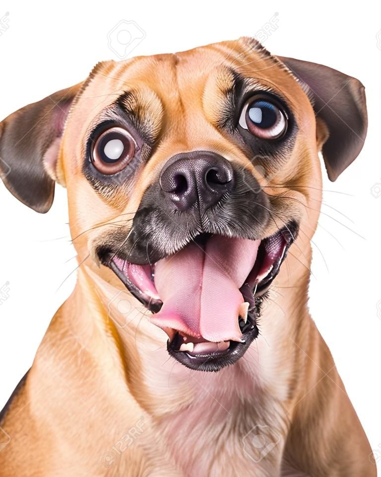 Fröhlicher, aufgeregter Beagle- und Pug-Kreuzungshund mit offenem Mund, der auf die Kamera blickt