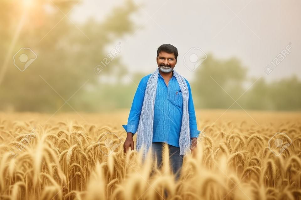 Agricultor indio sosteniendo la planta de cultivo en su campo de trigo