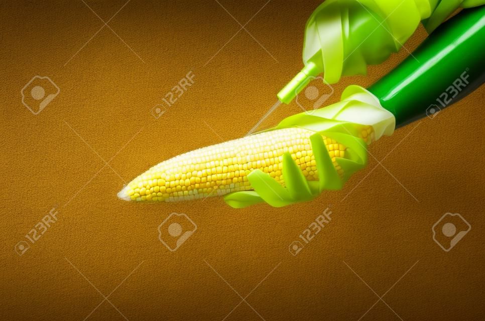 Corn in genetic engineering labo, gmo food concept.