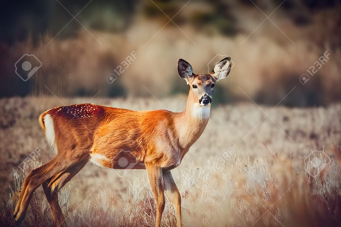 Nice deer in the wild life. before hunting began