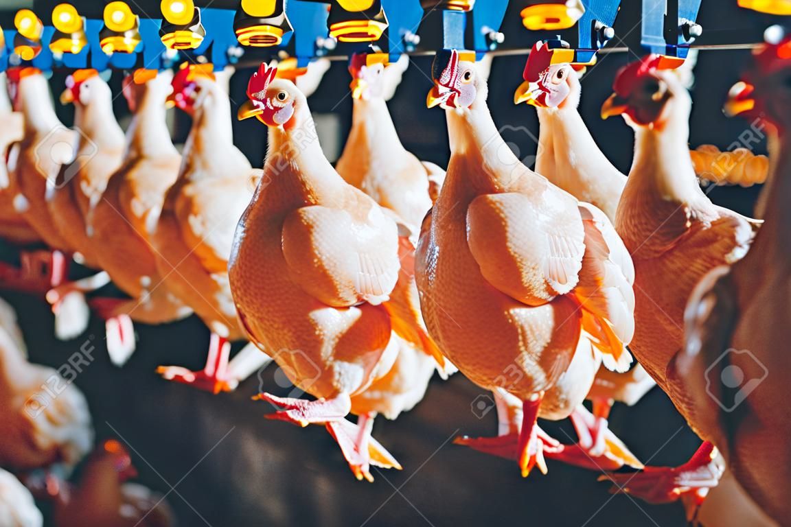 bird chicken factory line hang poultry industry