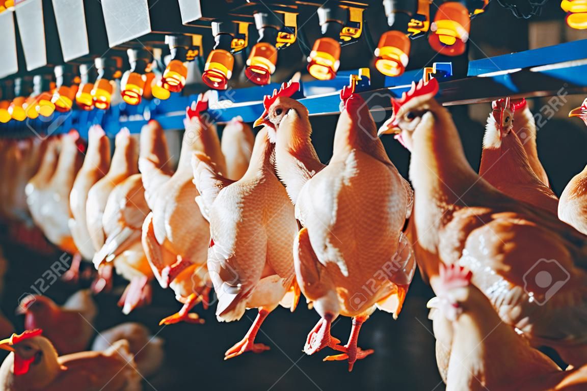 linia fabryki kurczaków ptaków powiesić przemysł drobiowy
