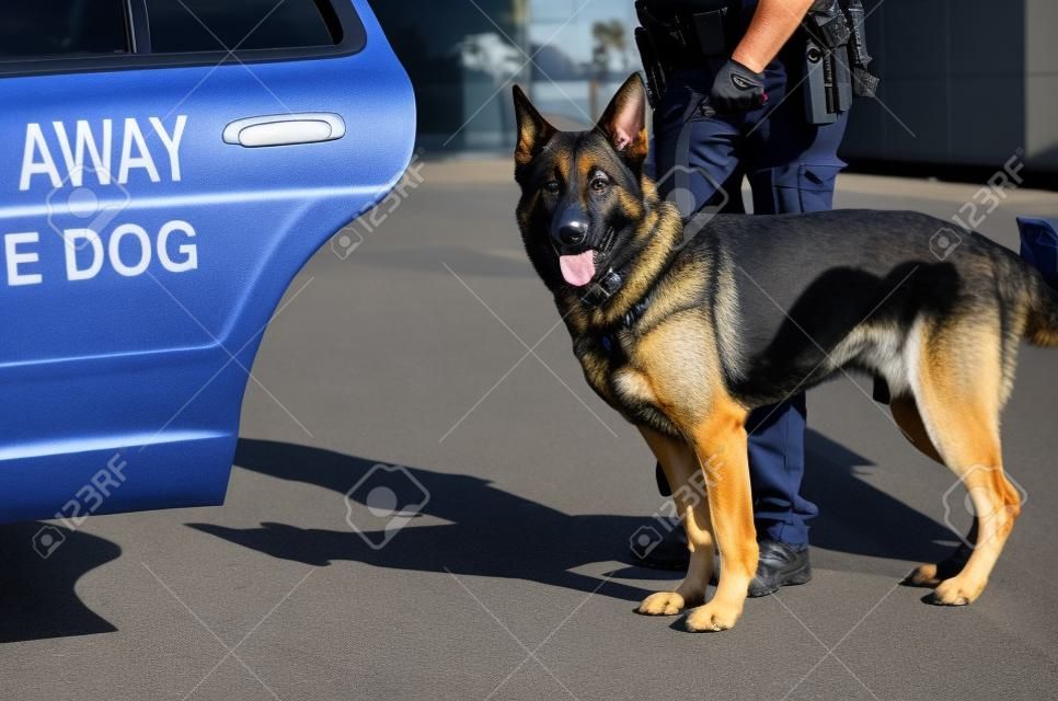 Un perro policía listo para entrar en su coche patrulla