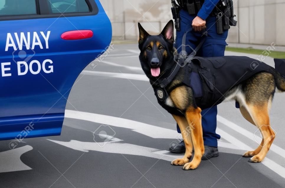 Un perro policía listo para entrar en su coche patrulla