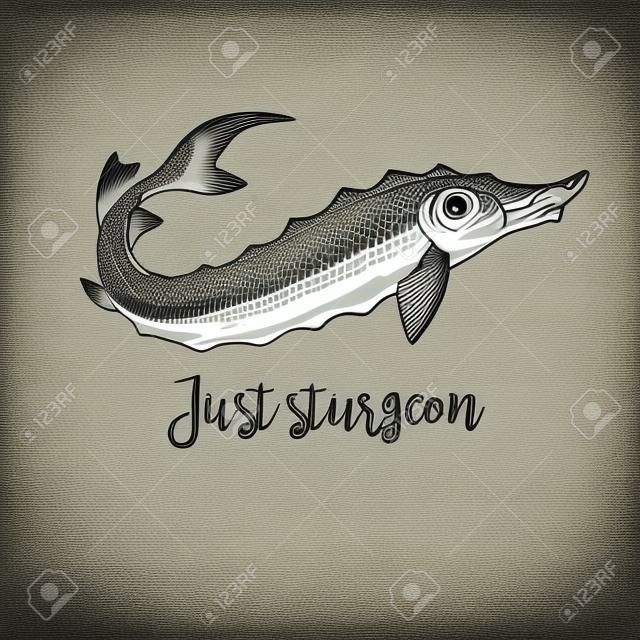 Hand drawn sturgeon. Retro sketches isolated. Vintage hypster collection. Doodle line graphic design. Black and white drawing fish sturgeon. Vector illustration.
