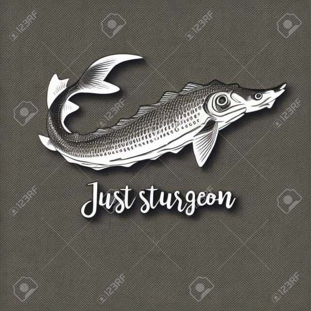 Hand drawn sturgeon. Retro sketches isolated. Vintage hypster collection. Doodle line graphic design. Black and white drawing fish sturgeon. Vector illustration.