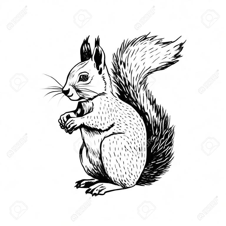 Hand drawn squirrel. Retro realistic animal isolated. Vintage style. Doodle line graphic design. Black and white drawing mammal. Vector sketch. Christmas animal.