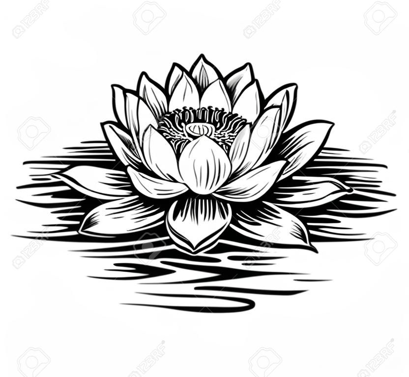 Vector water lily. Lotus illustration. Black and white graphic art line. Linocut style.