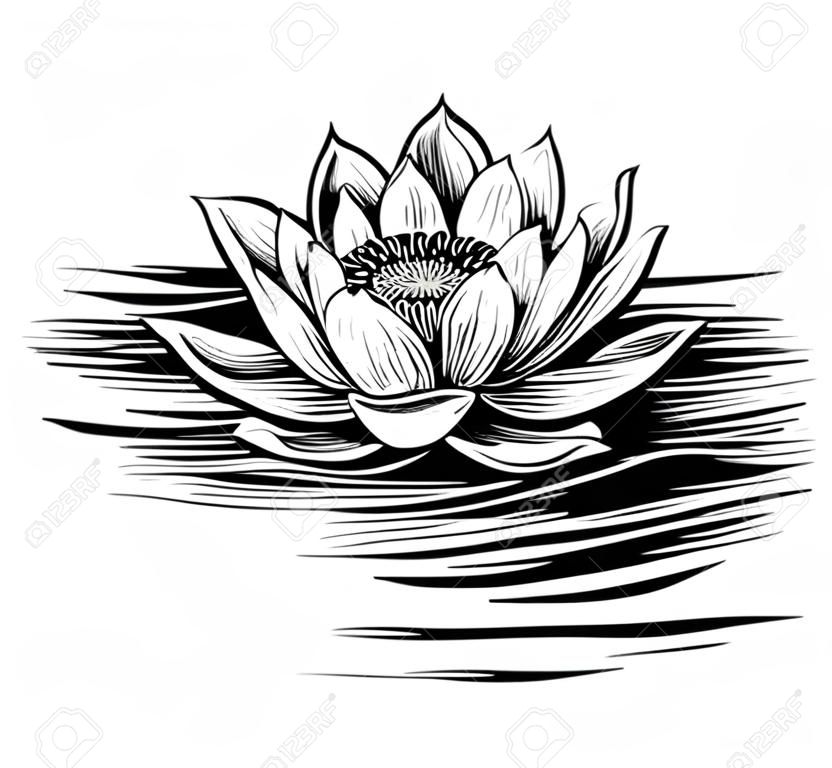 矢量睡莲。莲花的插图。黑白图形艺术线。 Linocut样式。