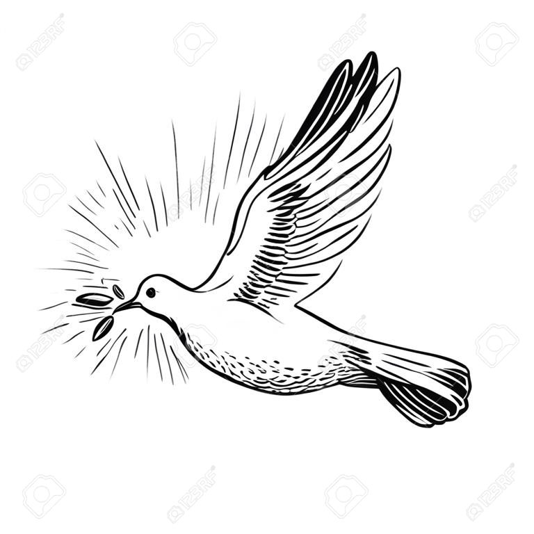 Pigeon volant blanc avec rameau d'olivier et rayons, croquis de ligne. , foi et symbole religieux, illustration vectorielle.