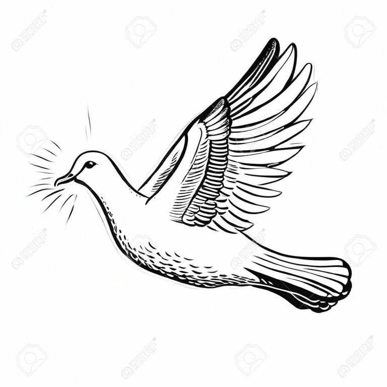 Pigeon volant blanc avec rameau d'olivier et rayons, croquis de ligne. , foi et symbole religieux, illustration vectorielle.