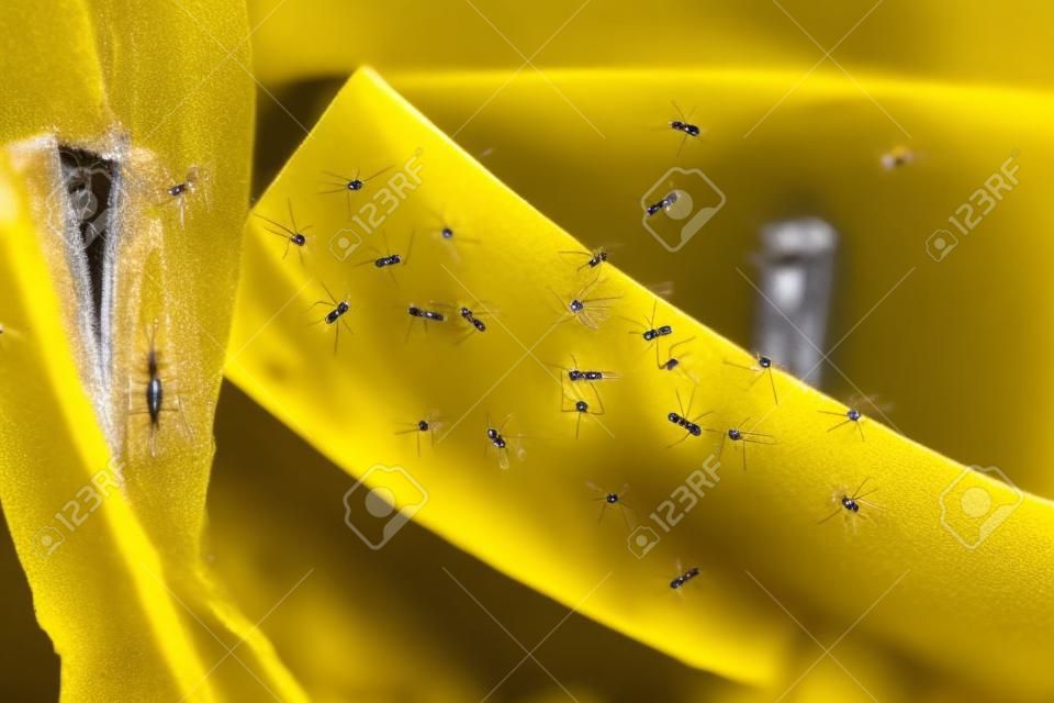 Zbliżenie komarów przyklejonych do żółtej taśmy klejącej