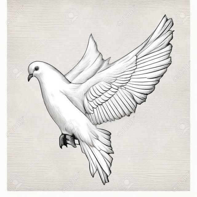 ポスター、装飾、印刷用のベクター刻印のイラスト。白い背景に分離モノクロの白い鳩の手描きのスケッチ。詳細なヴィンテージ木版画。鳩