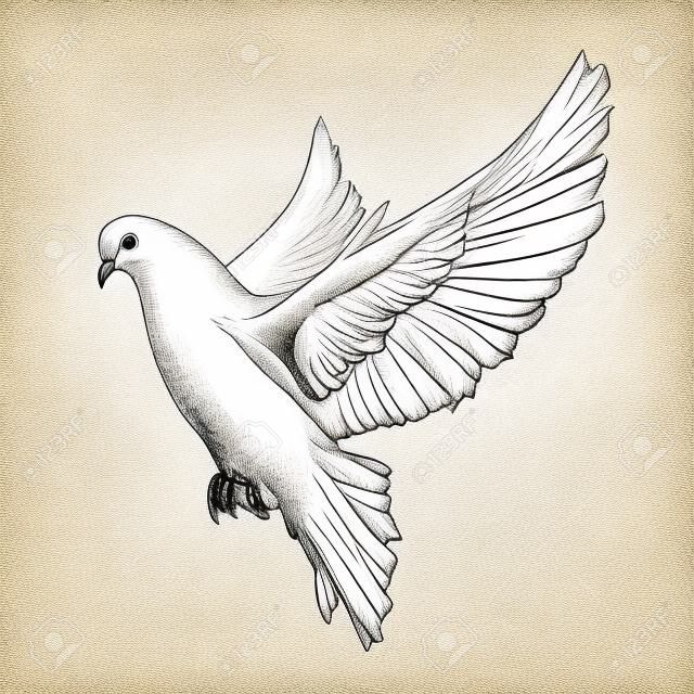 Vector engraved style illustration for posters, decoration and print. Hand drawn sketch of white dove in monochrome isolated on white background. Detailed vintage woodcut style drawing. Dove