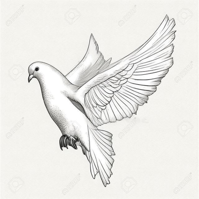 포스터, 장식 및 인쇄에 대한 벡터 새겨진 스타일 그림. 흑백 흰색 배경에 고립 된 흰색 비둘기의 손으로 그려진 된 스케치. 자세한 빈티지 목판화 스타일 그리기. 비둘기