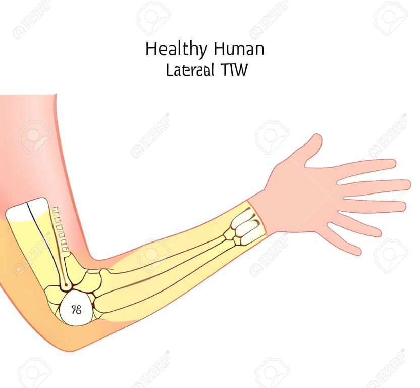 Ilustracja wektorowa zdrowego ramienia człowieka z łokciem i jego kośćmi. Widok z boku. Do reklamy, publikacji medycznych.