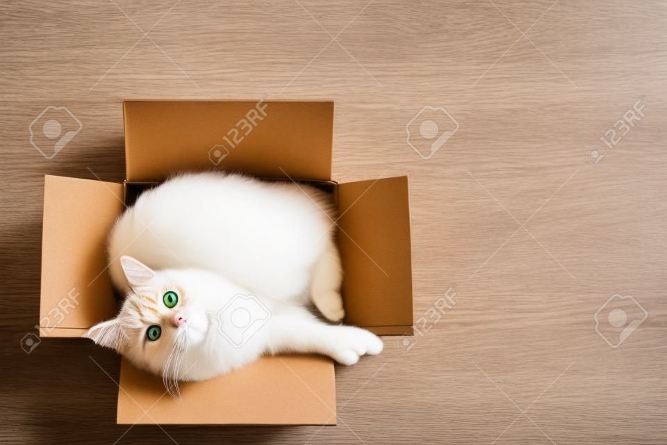 かわいい生姜猫は、木製の背景にカートンボックスにあります。緑色の目をしたふわふわしたペットがカメラを見つめています。トップビュー、フラットレイ。