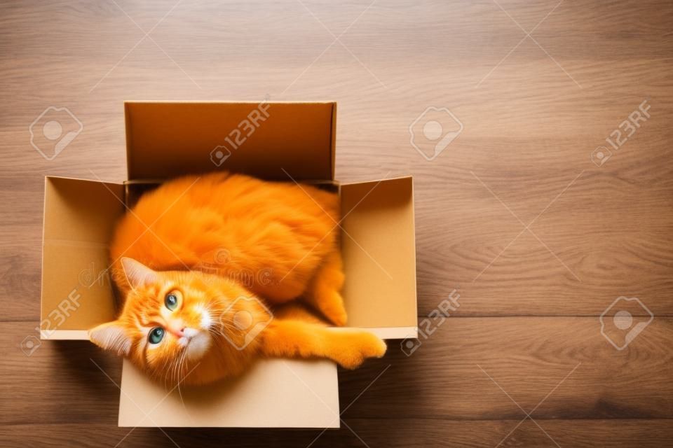Cute ginger cat lies in carton box on wooden background. Fluffy pet with green eyes is staring in camera. Top view, flat lay.