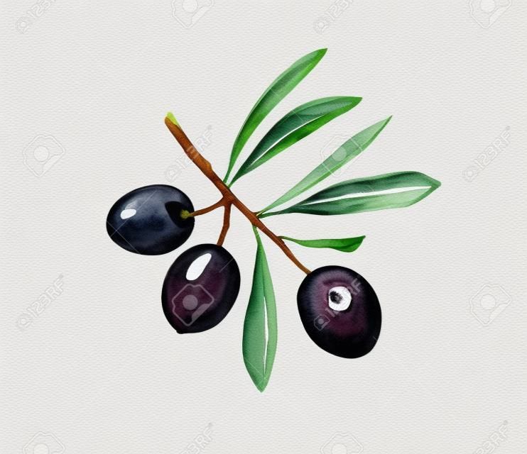Olive branch with leaves and fruits. Watercolor illustrations