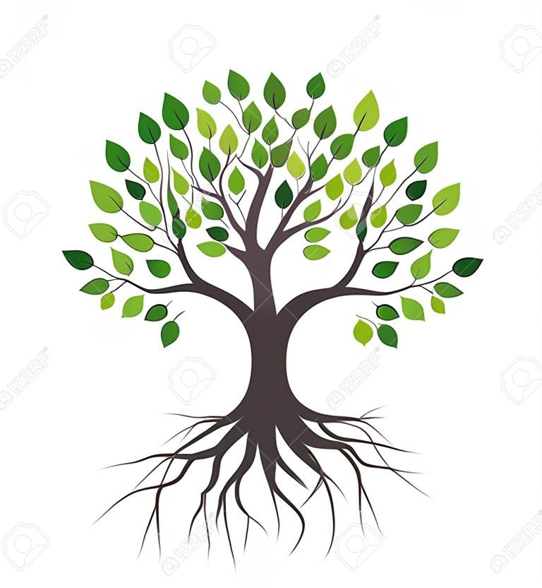 Tree with green leaves and roots. Isolated on white background.