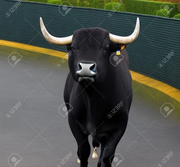 Head of big black bull