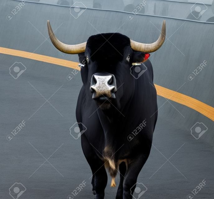 Head of big black bull