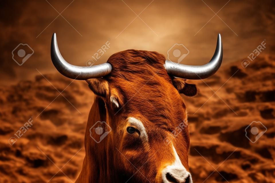 Horns of spanish bull