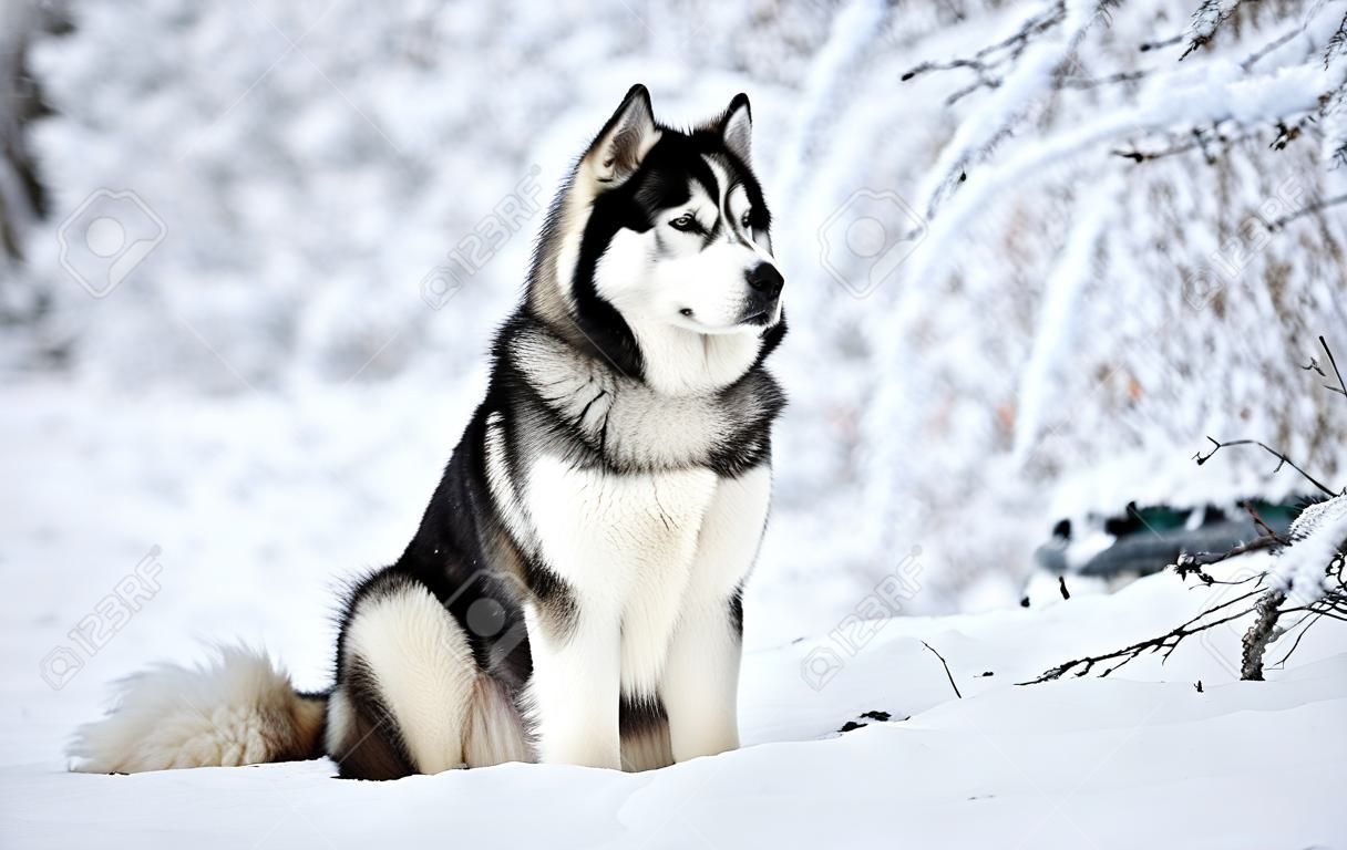 Perro Alaskan Malamute en un paseo de invierno en la nieve.