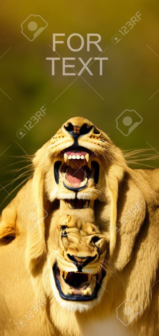 tárva-nyitva oroszlán szájába
