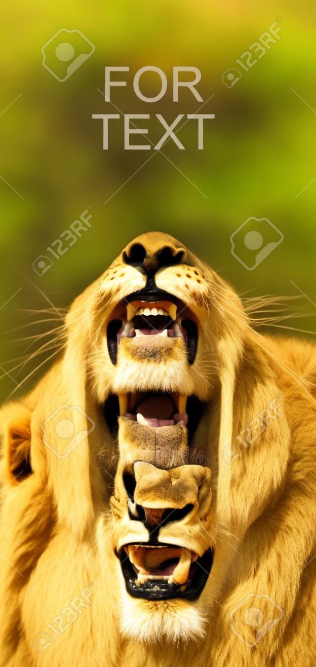 tárva-nyitva oroszlán szájába