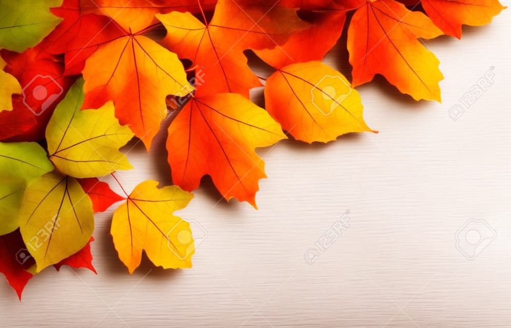 herfstbladeren geïsoleerd op witte achtergrond