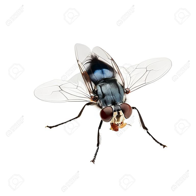Um tiro macro de voar em um fundo branco. Live house fly.Insect close-up
