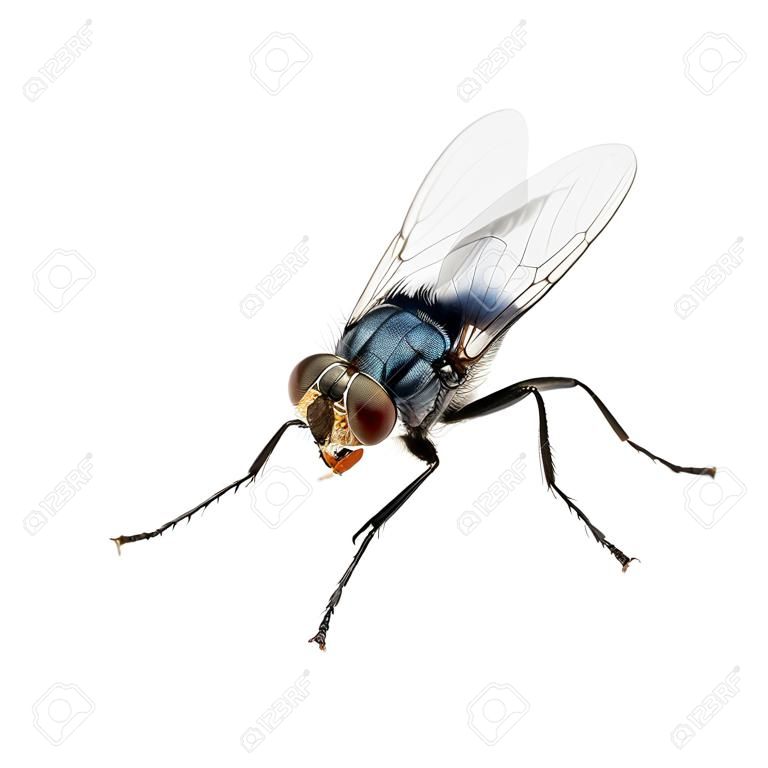 Um tiro macro de voar em um fundo branco. Live house fly.Insect close-up